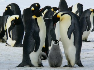 Babypinguin Pixabay penguins-429128_1280 20190405